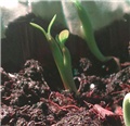 arabicum blizanci
